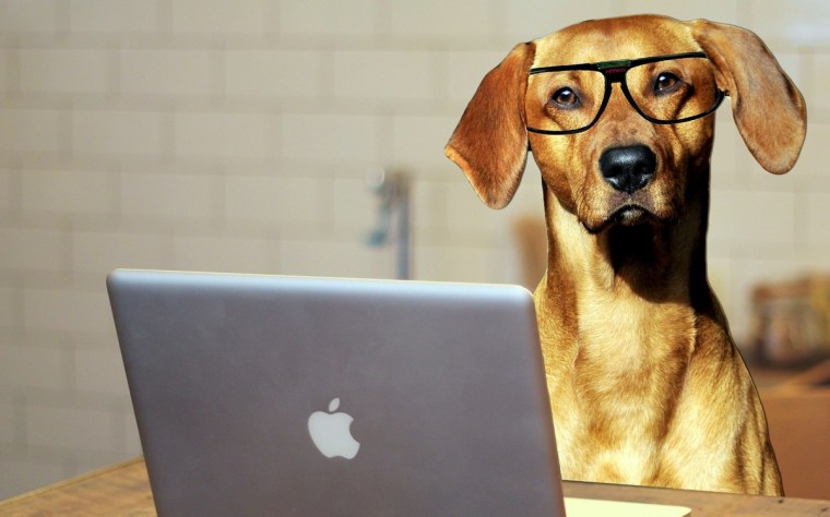 dog-2983021