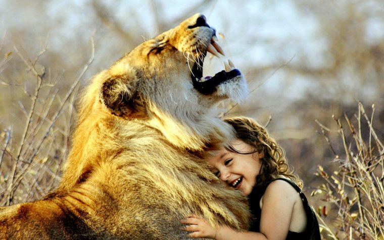lion-3012515-001