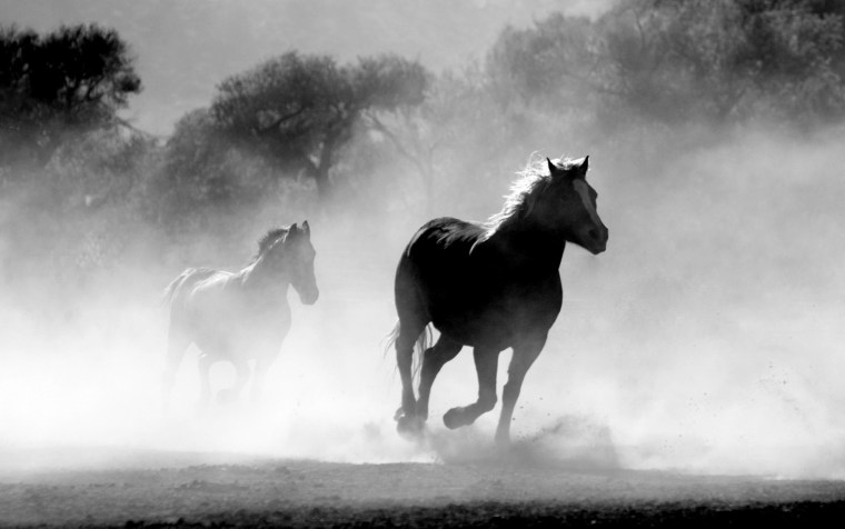 horse-430441