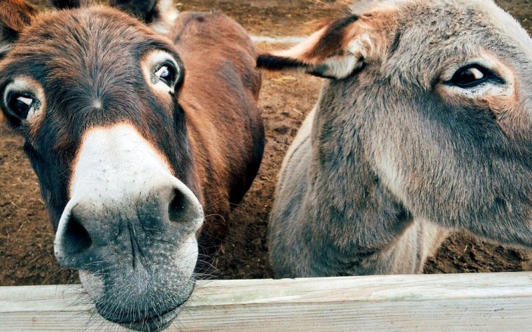 donkey-1725230-001