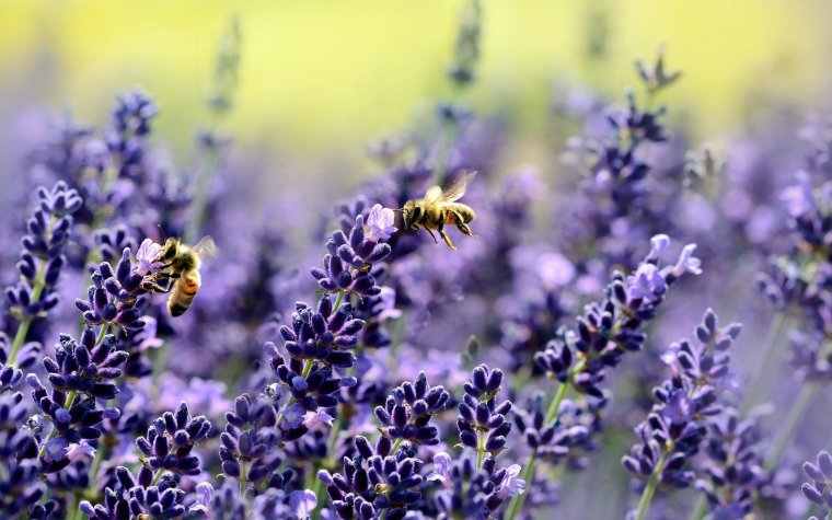 lavender-1537694.jpg