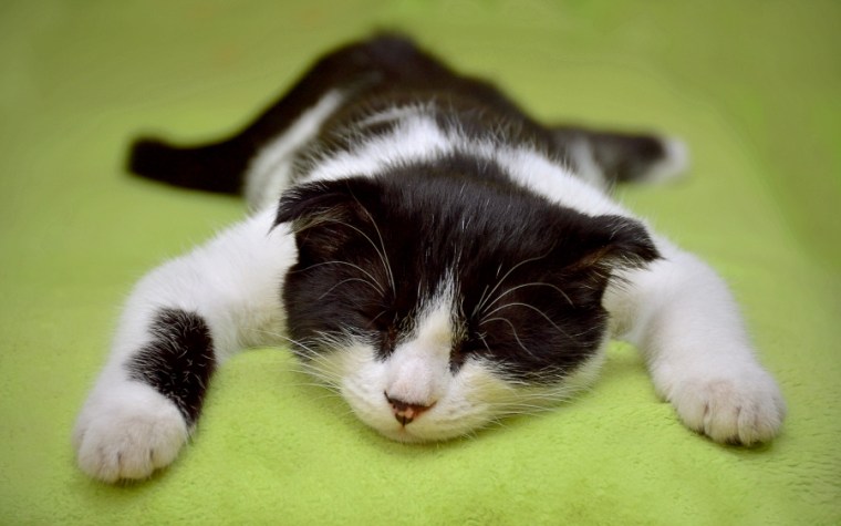 cat-2605502
