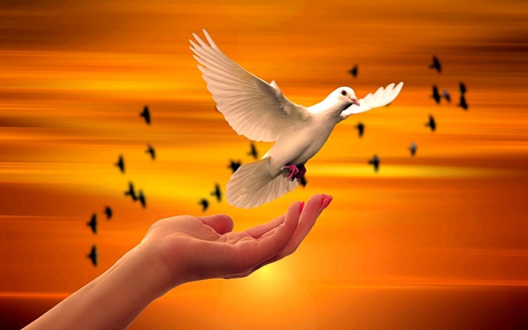 dove-3426159
