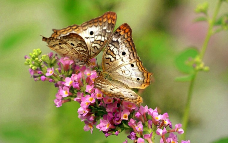 butterfly-743549