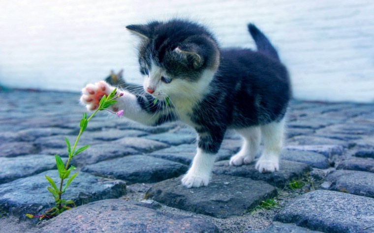 cat-2536662