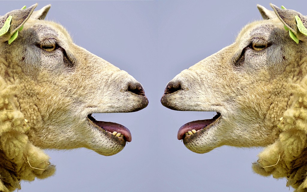 sheep-2372148