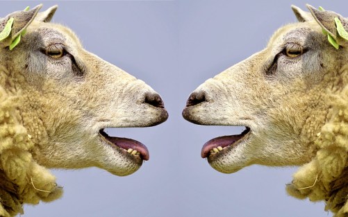 sheep-2372148