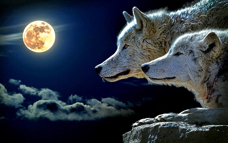wolf-547203