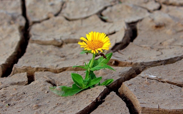 flower-887443_1920
