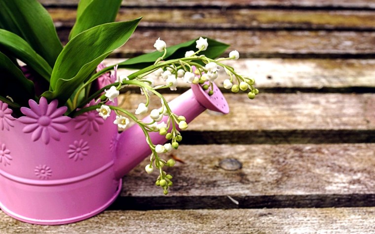 lily-of-the-valley-4166984_1920.jpg