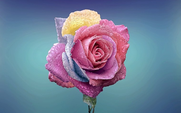 rose-729509_1920