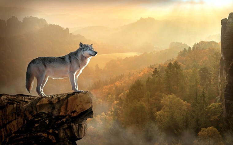 wolf-3158282_1920