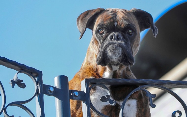 guard-dog-4000952_1920