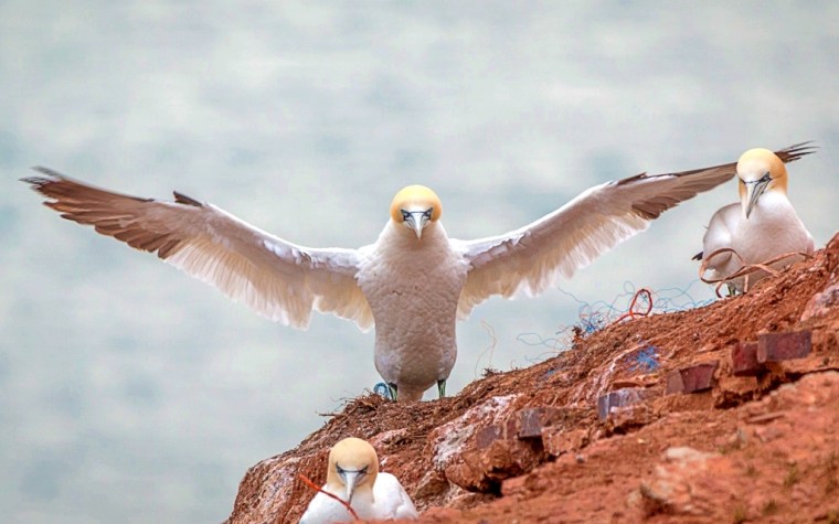 northern-gannet-3278420