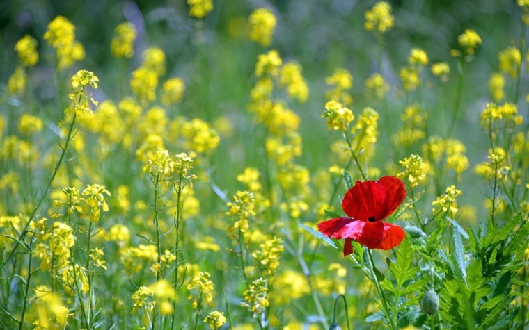 poppy-1819645_1920