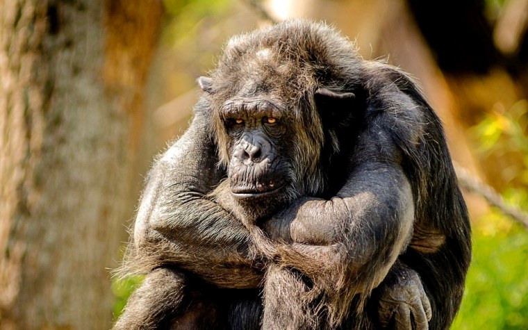 chimpanzee-978809_1920