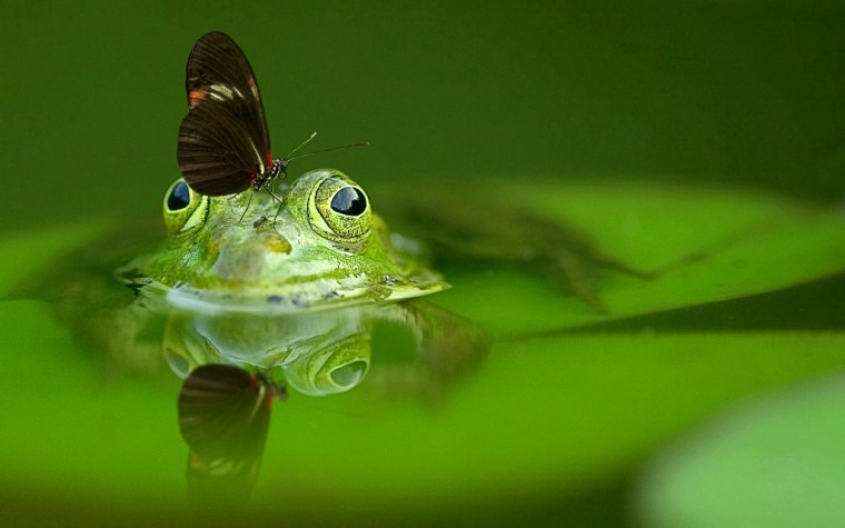 frog-540812_1920