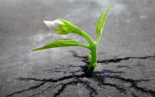 sprout-1147803_1920
