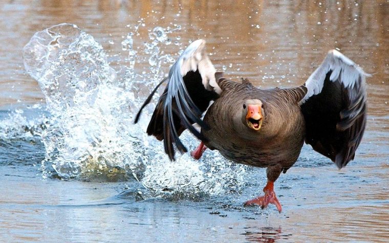 greylag-goose-2139296_1920
