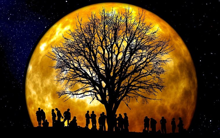 tree-66465_1920