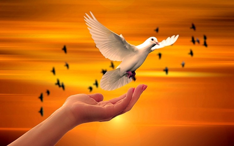 dove-3426159_1920
