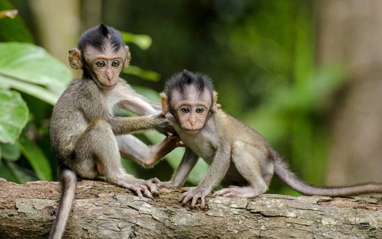 monkeys-768641_1920