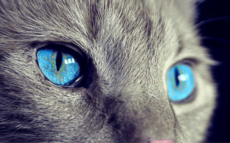 cat-1285634_1920