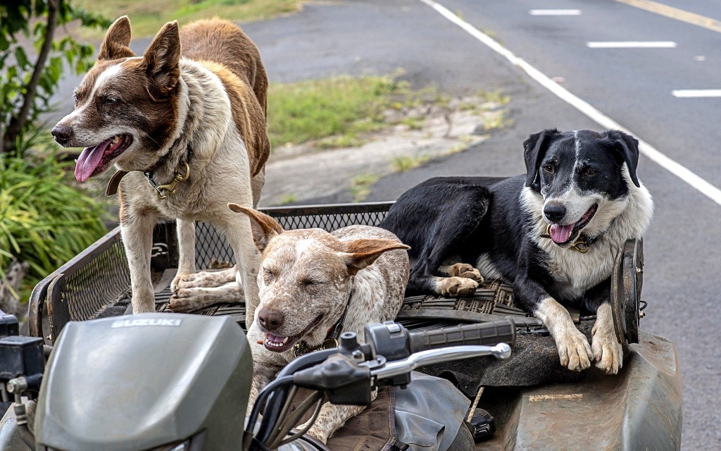 dogs-4477058_1920