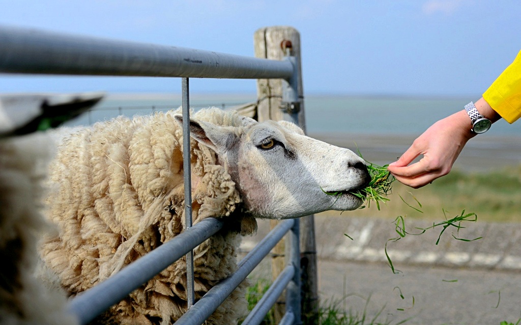 sheep-4772994_1920