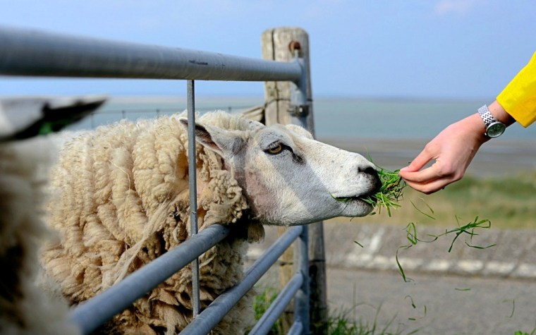sheep-4772994_1920