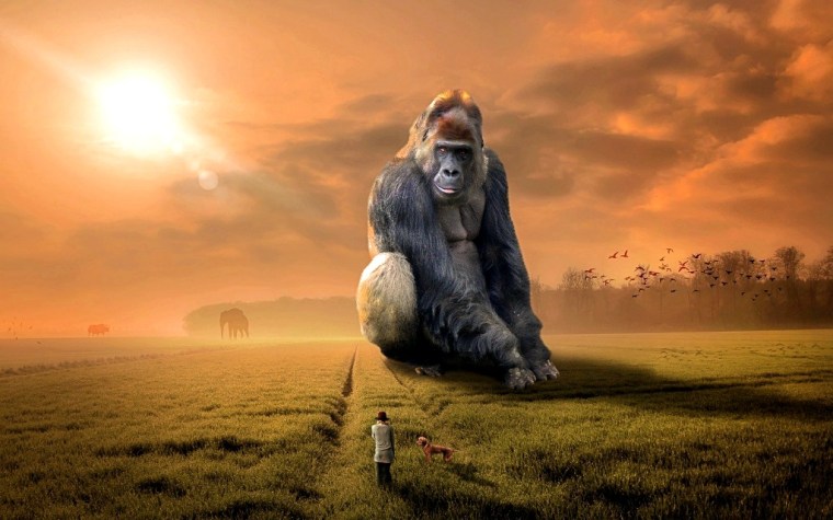 animal-3346192_1920