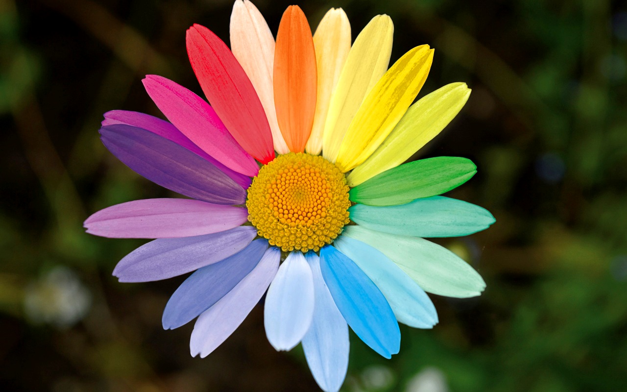 marguerite-6374662_1920