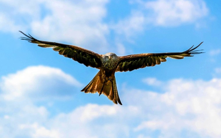 flight-393505_1920