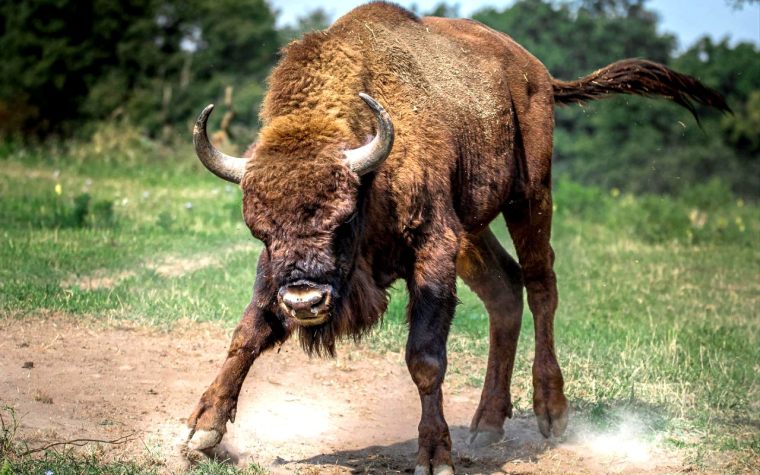 bison-european-2118538_1920
