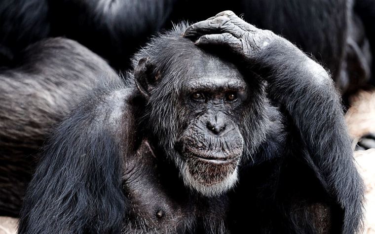 ape-17474_1920