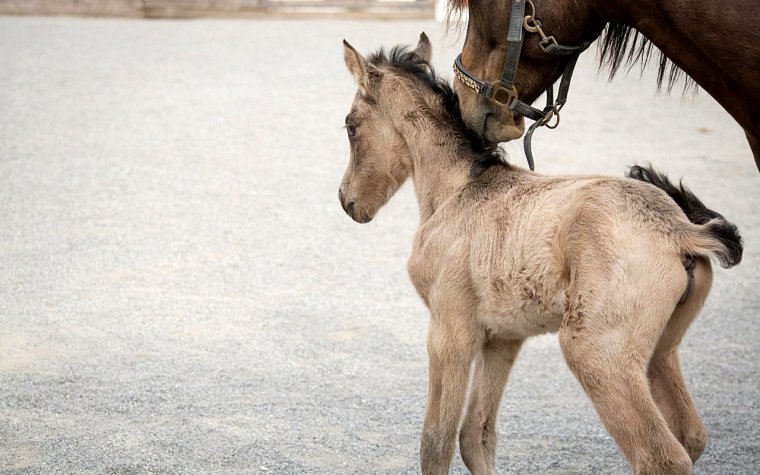 foal-5238587_1920